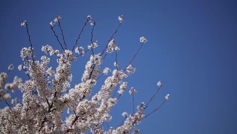 Sakura-Kirschblüten-Japan-3