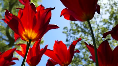 4K-Tulips