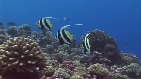 Tropischer-Fisch-Bannerfisch-Auf-Korallenriff-2