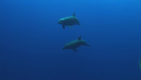 Dolphins-Underwater