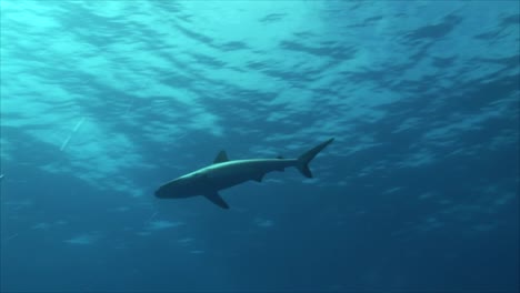 Grey-Reef-Shark-