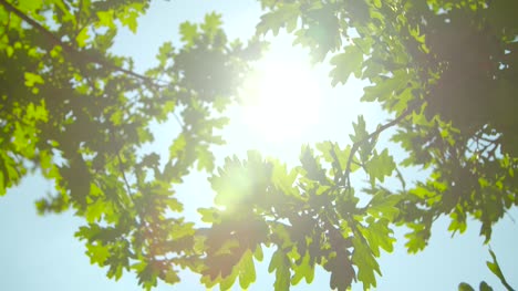 Sunlight-Through-Oak-Tree-Leaves-02