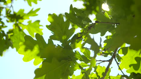 Sunlight-Through-Oak-Tree-Leaves-03