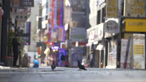 Pigeons-on-a-Seoul-Shopping-Street