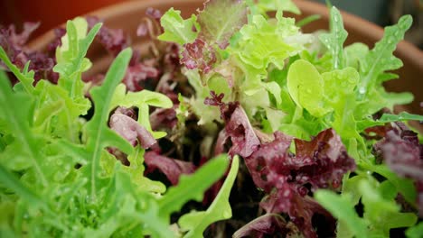 Tracking-über-Salatpflanzen