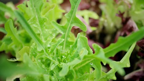 Lettuce-Leaves-Close-Up-1