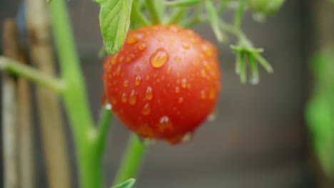 Tomatenpflanze-Enthüllen