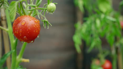 Tomatenpflanze-Mit-Wassertropfen-Bedeckt
