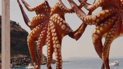 Cu-Oktopus-Zum-Trocknen-Hängen