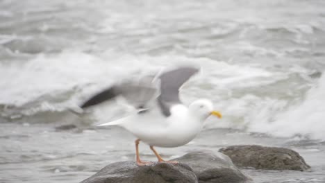 Gaviota-de-pie-en-la-costa-rocosa