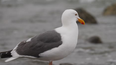 Cerca-de-gaviota-en-la-costa