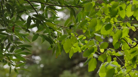 Tree-Branches-on-Sunny-Day