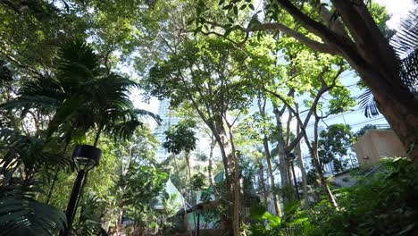 Looking-Up-in-a-City-Park