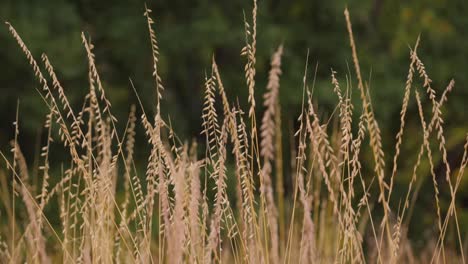 Grass-Close-Up