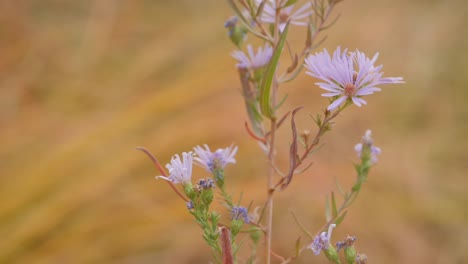 Lila-Wildblumen-Hautnah