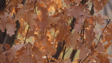 Orangefarbenes-Eichenlaub-An-Einem-Ast