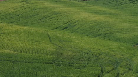 Blick-Auf-Grüne-Felder-In-Der-Abenddämmerung