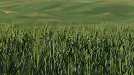 Green-Wheat-in-a-Gentle-Breeze