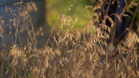 Dry-Grass-in-a-Gentle-Breeze