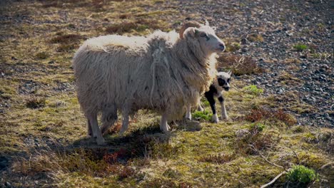 Isländische-Schafe-Und-Lamm