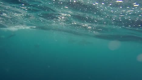 Unterwasseraufnahme-Von-Delfinen-Neben-Dem-Boot