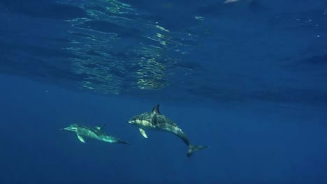 Delfines-nadando-en-mar-abierto