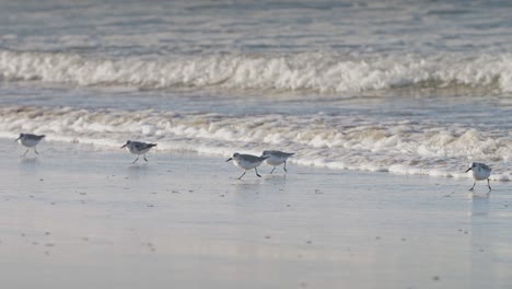 Sanderlings-Running-on-a-Beach