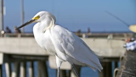 Snowy-Egret-Walking-Along-Fishing-Pier