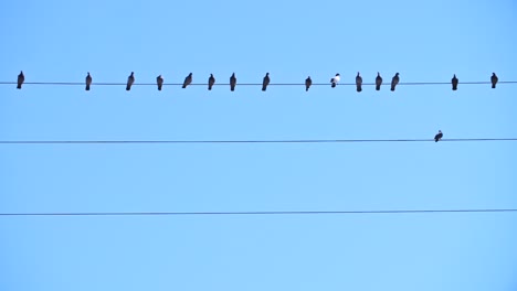 Birds-on-a-Wire