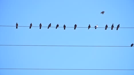 Bird-Landing-on-a-Wire