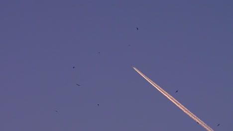 Airplane-Vapour-Trail-and-Birds