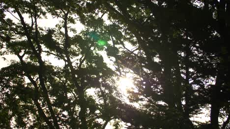 Sonnenlicht-Durch-Windgepeitschte-Bäume-01