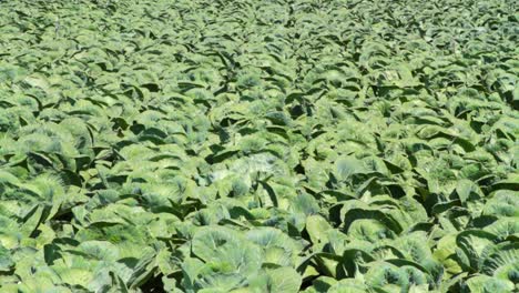 Field-of-Cabbage-Plants