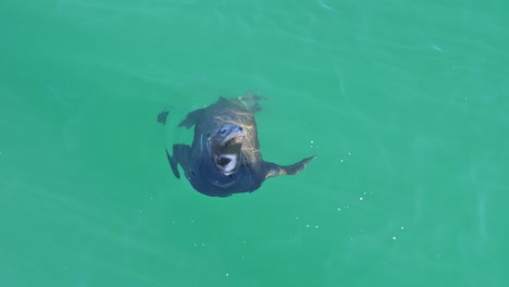 Seal-in-Blue-Water