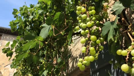 Weinreben-Auf-Französischem-Gebäude