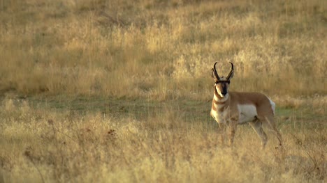 Gabelbockantilope-Im-Amerikanischen-Buschland