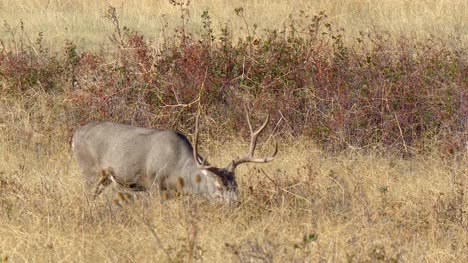 Mule-Deer-Grazing-on-Prairie