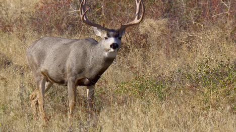 Mule-Deer-Grazing-on-Prairie-Close-Up