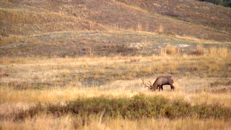 Elk-Bugling-in-North-American-Prairie