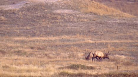 Two-Elk-in-North-American-Prairie