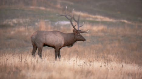 Elk-Bellowing-on-North-American-Prairie