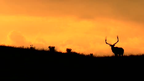Silueta-de-ciervo-contra-naranja-puesta-de-sol