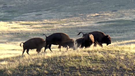 Small-Group-of-Bison-in-Grassland