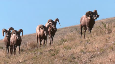 Bighorn-Sheep-on-Prairie