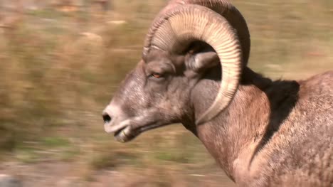 Bighorn-Sheep-Close-Up