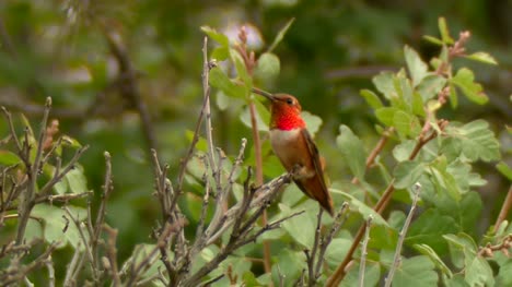 Male-Rufous-Hummingbird-on-a-Branch