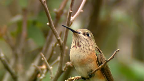 Female-Rufous-Hummingbird-on-a-Branch