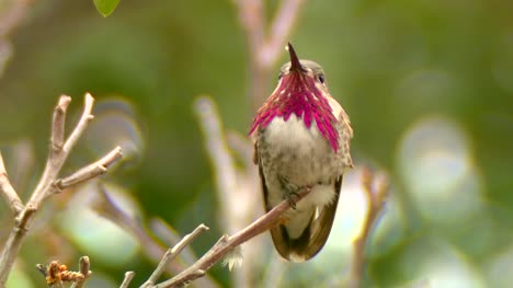 Männlicher-Calliope-Kolibri