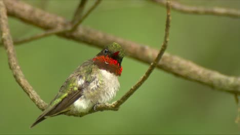 Male-Calliope-Hummingbird-on-a-Branch-02
