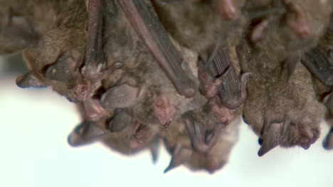 Bats-Upside-Down-Close-Up